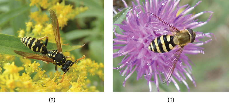  Photos A and B show what appears to be virtually identical looking wasps, but B is actually a harmless hoverfly.