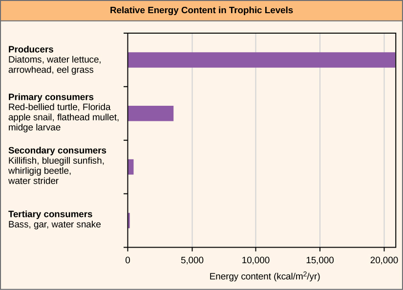  Graph shows energy content in different trophic levels. The energy content of producers is over 20,000 kilocalories per meter squared per year. The energy content of primary consumers is much smaller, about 4,000 kcal/m 2/year. The energy content of secondary consumers is 100 kcal/m2/year, and the energy content of tertiary consumers is only 1 kcal/m2/year