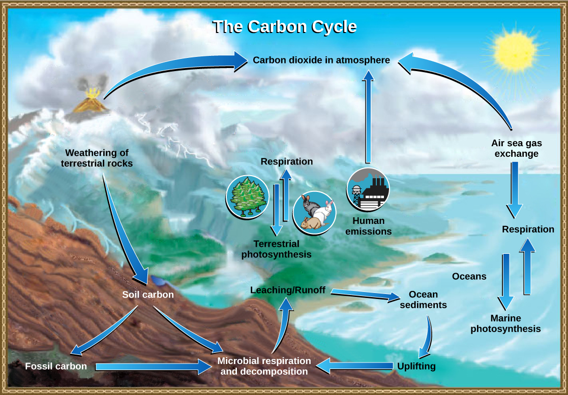  The illustration shows the carbon cycle. Carbon enters the atmosphere as carbon dioxide gas released from human emissions, respiration and decomposition, and volcanic emissions. Carbon dioxide is removed from the atmosphere by marine and terrestrial photosynthesis. Carbon from the weathering of rocks becomes soil carbon, which over time can become fossil carbon. Carbon enters the ocean from land via leaching and runoff. Uplifting of ocean sediments can return carbon to land.