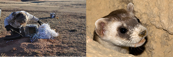  This photo shows a woman looking into a small cage with its door open. The cage sits on short prairie grass, next to a hole with dirt around the rim. In the background sits a second, closed cage.