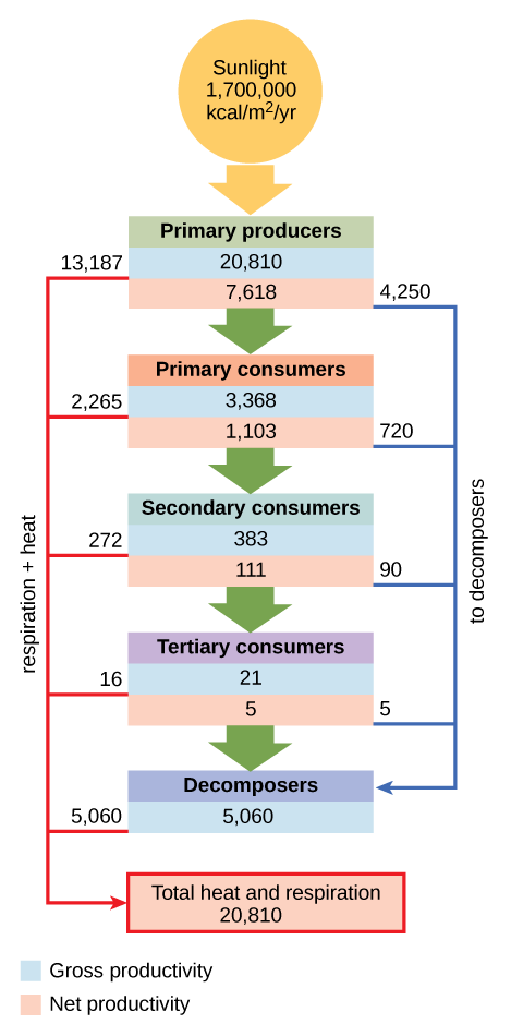 Trophic levels at Silver Spring, Florida