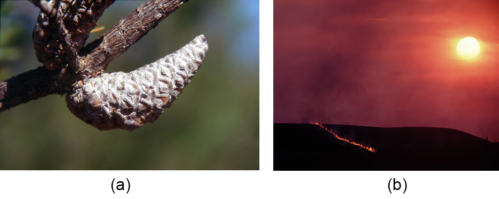  Photo shows two pine cones that are tightly closed and attached to a branch.