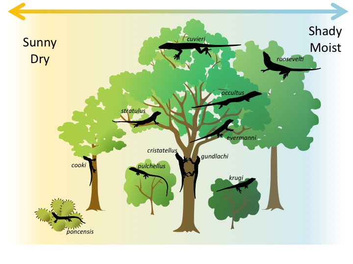 Resource partitioning amount anole lizards