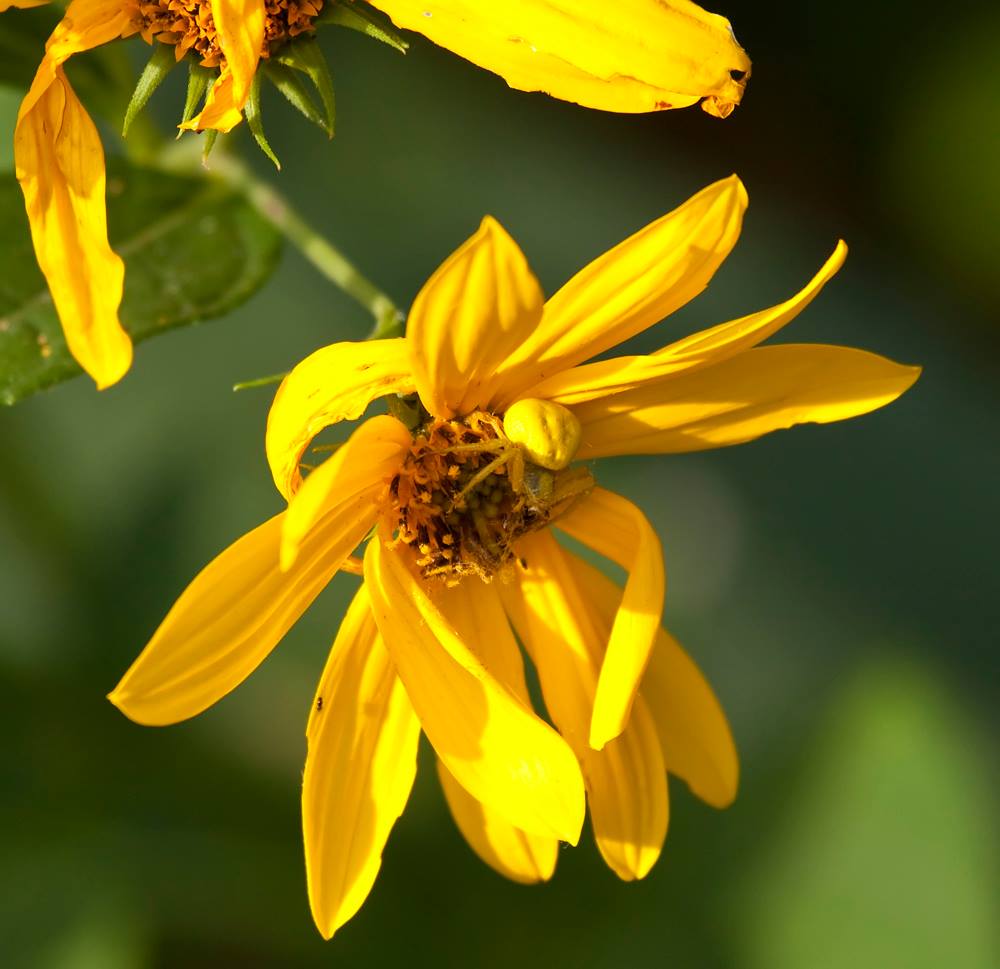 Photo (a) shows a yellow crab spider waiting for a pollinator to visit its yellow flower.