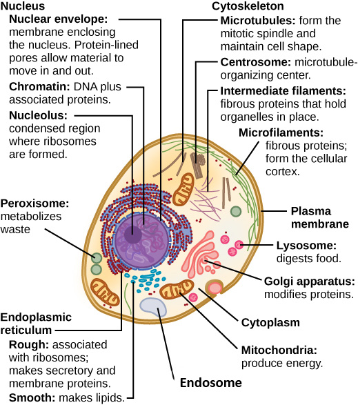 Part a: This illustration shows a typical eukaryotic animal cell, which is egg shaped. The fluid inside the cell is called the cytoplasm, and the cell is surrounded by a cell membrane. The nucleus takes up about one-half the width of the cell. Inside the nucleus is the chromatin, which is composed of DNA and associated proteins. A region of the chromatin is condensed into the nucleolus, a structure where ribosomes are synthesized. The nucleus is encased in a nuclear envelope, which is perforated by protein-lined pores that allow entry of material into the nucleus. The nucleus is surrounded by the rough and smooth endoplasmic reticulum, or ER. The smooth ER is the site of lipid synthesis. The rough ER has embedded ribosomes that give it a bumpy appearance. It synthesizes membrane and secretory proteins. In addition to the ER, many other organelles float inside the cytoplasm. These include the Golgi apparatus, which modifies proteins and lipids synthesized in the ER. The Golgi apparatus is made of layers of flat membranes. Mitochondria, which produce food for the cell, have an outer membrane and a highly folded inner membrane. Other, smaller organelles include peroxisomes that metabolize waste, lysosomes that digest food, and vacuoles.  Ribosomes, responsible for protein synthesis, also float freely in the cytoplasm and are depicted as small dots. The last cellular component shown is the cytoskeleton, which has four different types of components: microfilaments, intermediate filaments, microtubules, and centrosomes. Microfilaments are fibrous proteins that line the cell membrane and make up the cellular cortex. Intermediate filaments are fibrous proteins that hold organelles in place. Microtubules form the mitotic spindle and maintain cell shape. Centrosomes are made of two tubular structures at right angles to one another. They form the microtubule-organizing center.