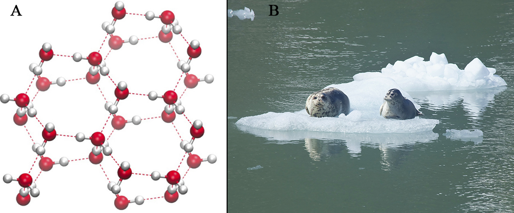 harbor seals on an ice floe