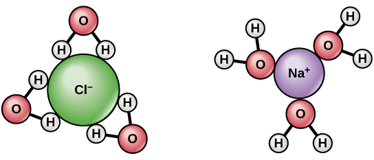 When sodium chloride dissolves in water, the positively charged sodium ions interact with the oxygen of water, and the negatively charged chlorine ions interact with the hydrogen of water.