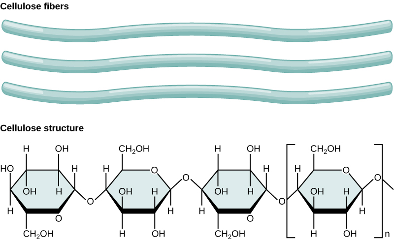 The chemical structure of cellulose is shown. Cellulose consists of unbranched chains of glucose subunits.