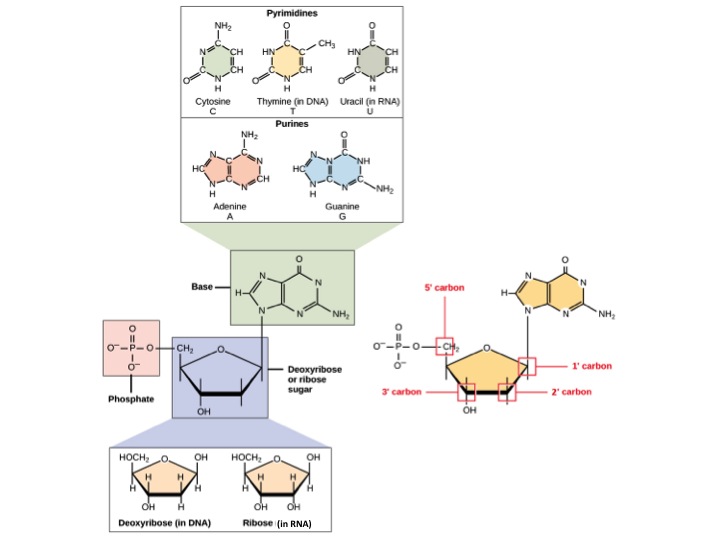 The molecular structure of a nucleotide is shown. The core of the nucleotide is a pentose whose carbon residues are numbered one prime through five prime. The base is attached to the one prime carbon, and the phosphate is attached to the five prime carbon. Two kinds of pentose are found in nucleotides: ribose and deoxyribose. Deoxyribose has an H instead of OH at the two prime position. Five kinds of base are found in nucleotides. Two of these, adenine and guanine, are purine bases with two rings fused together. The other three, cytosine, thymine and uracil, have one six-membered ring.