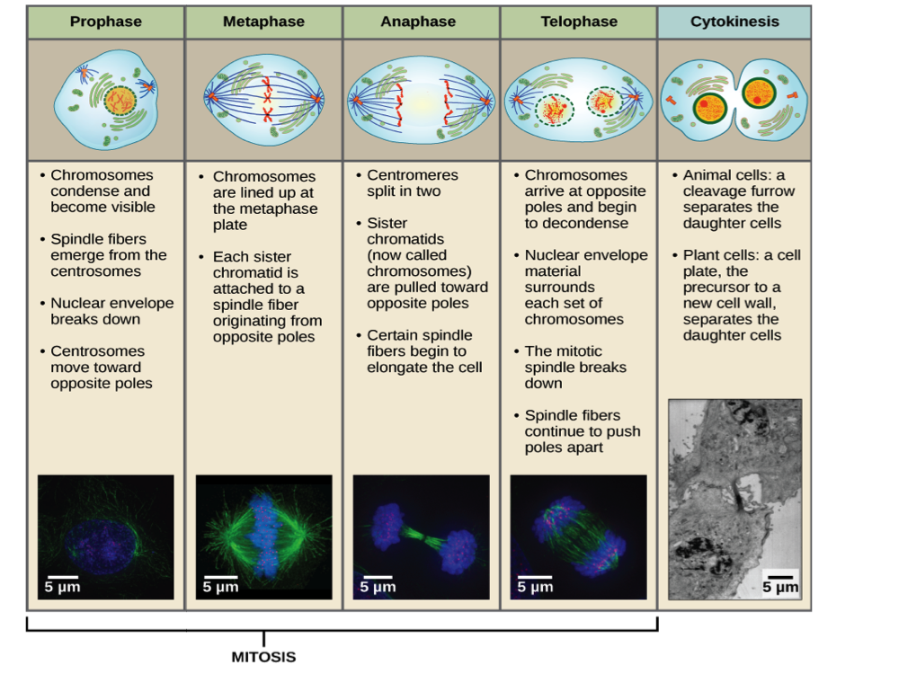 This diagram shows the five phases of mitosis, and cytokinesis. During prophase, the chromosomes condense and become visible, spindle fibers emerge from the centrosomes, the centrosomes move toward opposite poles, the nuclear envelope breaks down, and kinetochores appear at the centromeres. Mitotic spindle microtubules attach to the kinetochores. During metaphase, the centrosomes are at opposite poles of the cell. Chromosomes line up at the metaphase plate and each sister chromatid is attached to spindle fibers originating from the opposite poles. During anaphase, the centromeres split in two. The sister chromatids, which are now called chromosomes, move toward opposite poles of the cell. Certain spindle fibers lengthen, elongating the cell. During telophase, the chromosomes arrive at the opposite poles and begin to decondense. The nuclear envelope re-forms. During cytokinesis in animals, a cleavage furrow separates the two daughter cells. In plants, a cell plate—the precursor to a new cell wall—separates the two daughter cells.