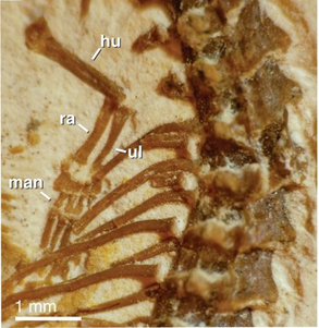 Bone structure in a fossil snake