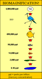 illustration of Biomagnification