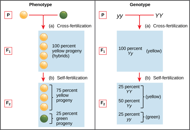 A graphic with 2 columns, the first with the heading “Phenotype” and the second with the heading “Genotype.” In the phenotype column, one yellow pea plant cross-fertilizes with one green pea plant. The first generation of offspring is 100 percent yellow pea plants. After self-fertilization of these yellow pea offspring, 75 percent of the second generation offspring have yellow peas and 25 percent have green peas. The genotype column shows the first generation offspring as 100 percent Yy, and the second generation as 25 percent YY, 50 percent Yy, and 25 percent yy.