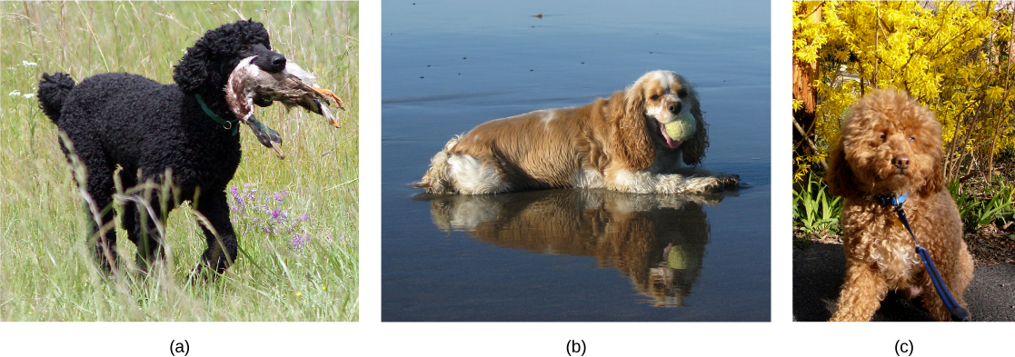 Photo a shows a poodle with curly short fur. Photo b shows a cocker spaniel with long, wavy fur that has light brown parts and cream-colored markings on the face, forepaws, belly, hind legs, and tail. The poodle has longer legs than the cocker spaniel. The cockapoo in photo c has curly hair, like the poodle, and short legs, like the cocker spaniel.