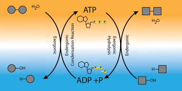 ATP Cycle