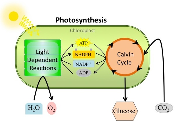 A summary of photosynthesis.