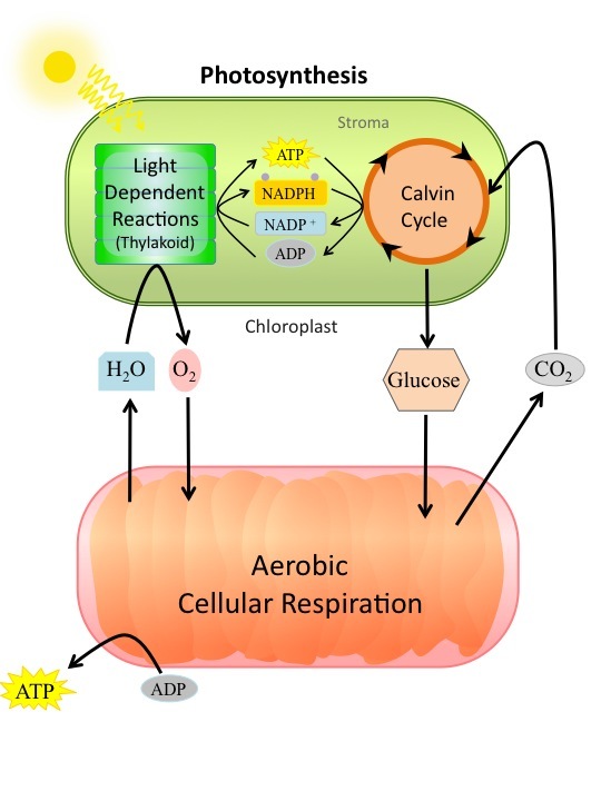 A summary of photosynthesis.