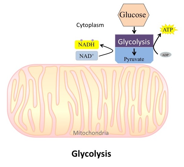 Overview of Glycolysis