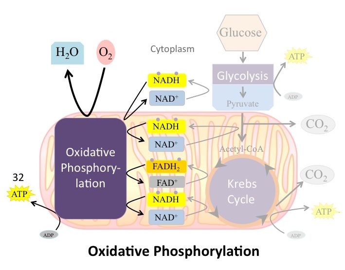 Overview of oxidative phosphorylation