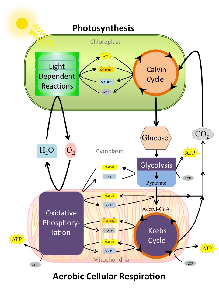 A detailed image of the relationship between photosynthesis and aerobic cellular respiration.