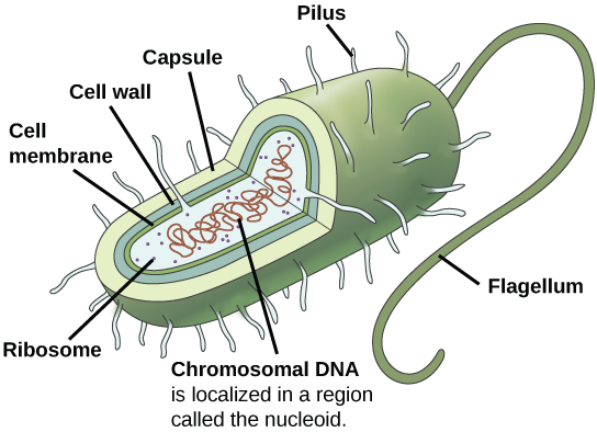 In this illustration, the prokaryotic cell is rod shaped. The circular chromosome is concentrated in a region called the nucleoid. The fluid inside the cell is called the cytoplasm. Ribosomes, depicted as small circles, float in the cytoplasm. The cytoplasm is encased by a plasma membrane, which in turn is encased by a cell wall. A capsule surrounds the cell wall. The bacterium depicted has a flagellum protruding from one narrow end. Pili are small protrusions that project from the capsule all over the bacterium, like hair.