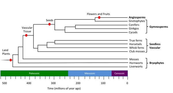 Plant phylogeny.