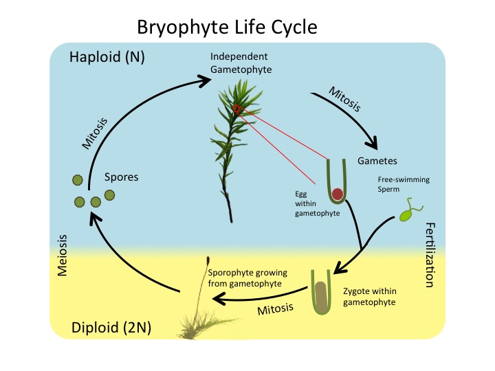  generalized lifecycle of bryophytes