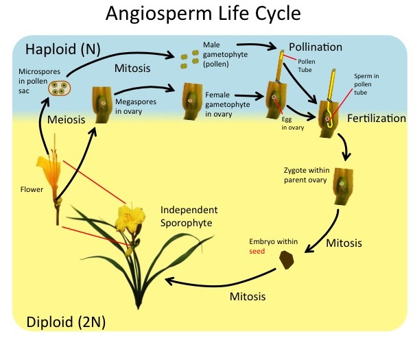 angiosperm life cycle 