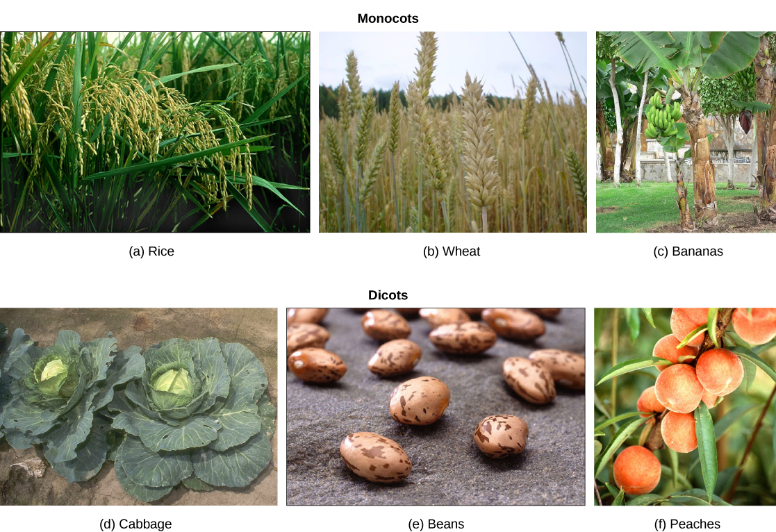  Under monocots, the first photo shows rice, which has long, think blade-like leaves and clusters of seeds on long stems. The second photo shows wheat, which is similar in appearance to rice. The third photo shows a banana tree, with bunches of green bananas growing upward. Under eudicots, the first shows light brown, oval-shaped beans with dark brown flecks. The second photo shows leafy cabbages growing in a garden. The third photo shows peaches growing on a tree.