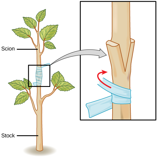  Illustration shows the trunk of a sapling, which has been split. The upper part of a different sapling is wedged into the split and taped so that the two parts can grow together.