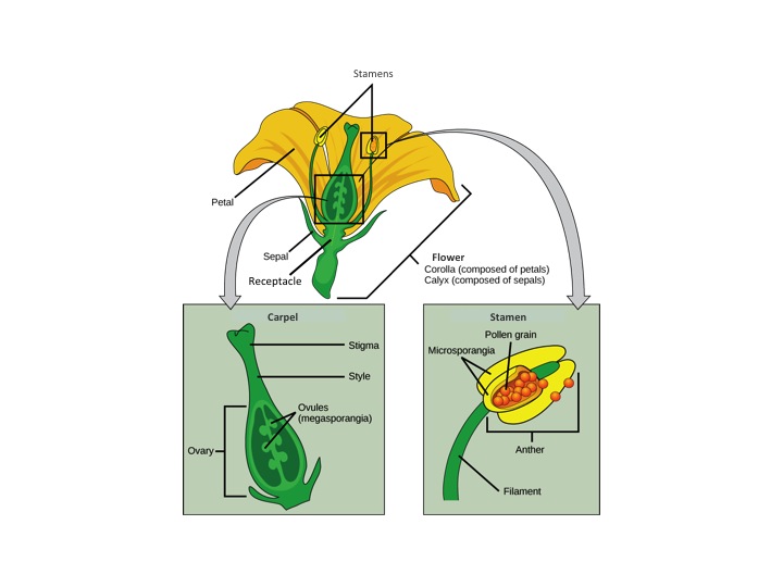  Illustration shows parts of a flower, which is called the perianth. The corolla is composed of petals, and the calyx is composed of sepals. At the center of the perianth is a vase-like structure called the carpel. A flower may have one or more carpels, but the example shown has only one. The narrow neck of the carpel, called the style, widens into a flat stigma at the top. The ovary is the wide part of the carpel. Ovules, or megasporangia, are clusters of pods in the middle of the ovary. The androecium is composed of stamens which cluster around the carpel. The stamen consists a long, stalk-like filament with an anther at the end. The anther shown is tri-lobed. Each lobe,  called a microsporangium, is filled with pollen.