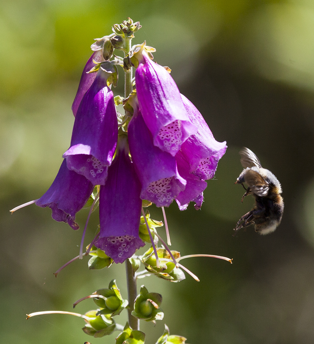  Photo depicts a bee hovering near a flower.