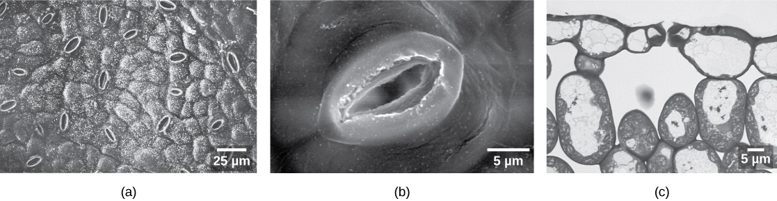 Photo (a) shows small oval-like stomata scattered on the bumpy surface of a leaf that is magnified 500 times; (b) is a close-up of a stoma showing the thick lip-like guard cells either side of an opening. Photo (a) and (b) are scanning electron micrographs. Photo (c) is a light micrograph of a leaf cross section that shows a large air space underneath two guard cells. The air space is surrounded by large oval and egg-shaped cells.