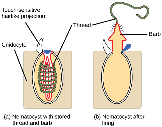 The illustration shows a nematocyst before (a) and after (b) firing. The nematocyst is a large, oval organelle inside a rectangular cnidocyte cell. The nematocyst is flush with the plasma membrane, and a touch-sensitive hairlike projection extends from the nematocyst to the cell’s exterior. Inside the nematocyst, a thread is coiled around an inverted barb. Upon firing, a lid on the nematocyst opens. The barb pops out of the cell and the thread uncoils.