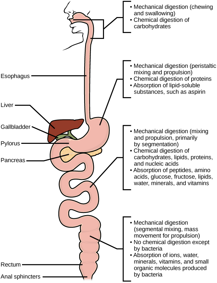 Steps in mechanical and chemical digestion are shown. Digestion begins in the mouth, where chewing and swallowing mechanically breaks down food into smaller particles, and enzymes chemically digest carbohydrates. In the stomach, mechanical digestion includes peristaltic mixing and propulsion. Chemical digestion of proteins occurs, and lipid-soluble substances such as aspirin are absorbed. In the small intestine, mechanical digestion occurs through mixing and propulsion, primarily by segmentation. Chemical digestion of carbohydrates, lipids, proteins and nucleic acid occurs. Peptides, amino acids, glucose, fructose, lipids, water, vitamins, and minerals are absorbed into the bloodstream. In the large intestine, mechanical digestion occurs through segmental mixing and mass movement. No chemical digestion occurs except for digestion by bacteria. Water, ions, vitamins, minerals, and small organic molecules produced by bacteria are absorbed into the bloodstream.