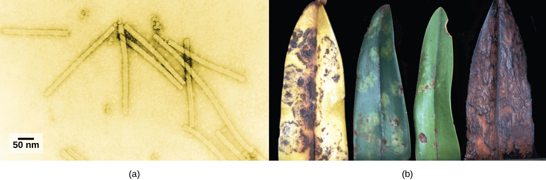 In A, an electron micrograph shows the tobacco mosaic virus, which is shaped like a long, thin rectangle. Photo B shows an orchid leaf in varying states of decay. Initial symptoms are yellow and brown spots. Eventually, the entire leaf turns yellow with brown blotches, then completely brown.