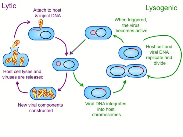 viral replication strategies