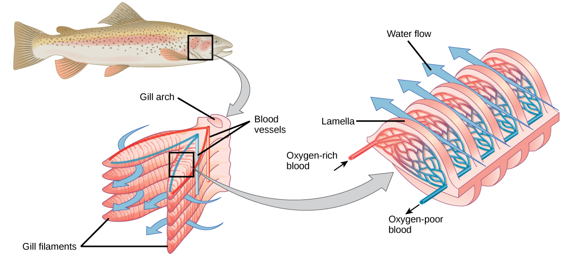 The illustration shows a fish, with a box indicating the location of the gills, behind the head. A close-up image shows the gills, each of which resembles a feathery worm. Two stacks of gills attach to a structure called a columnar gill arch, forming a tall V. Water travels in from the outside of the V, between each gill, then travels out of the top of the V. Veins travel into the gill from the base of the gill arch, and arteries travel back out on the opposite side. A close-up image of a single gill shows that water travels over the gill, passing over deoxygenated veins first, then over oxygenated arteries.