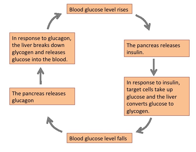 When blood glucose levels fall, the pancreas secretes the hormone glucagon. Glucagon causes the liver to break down glycogen, releasing glucose into the blood. As a result, blood glucose levels rise. In response to high glucose levels, the pancreas releases insulin. In response to insulin, target cells take up glucose, and the liver converts glucose to glycogen. As a result, blood glucose levels fall.