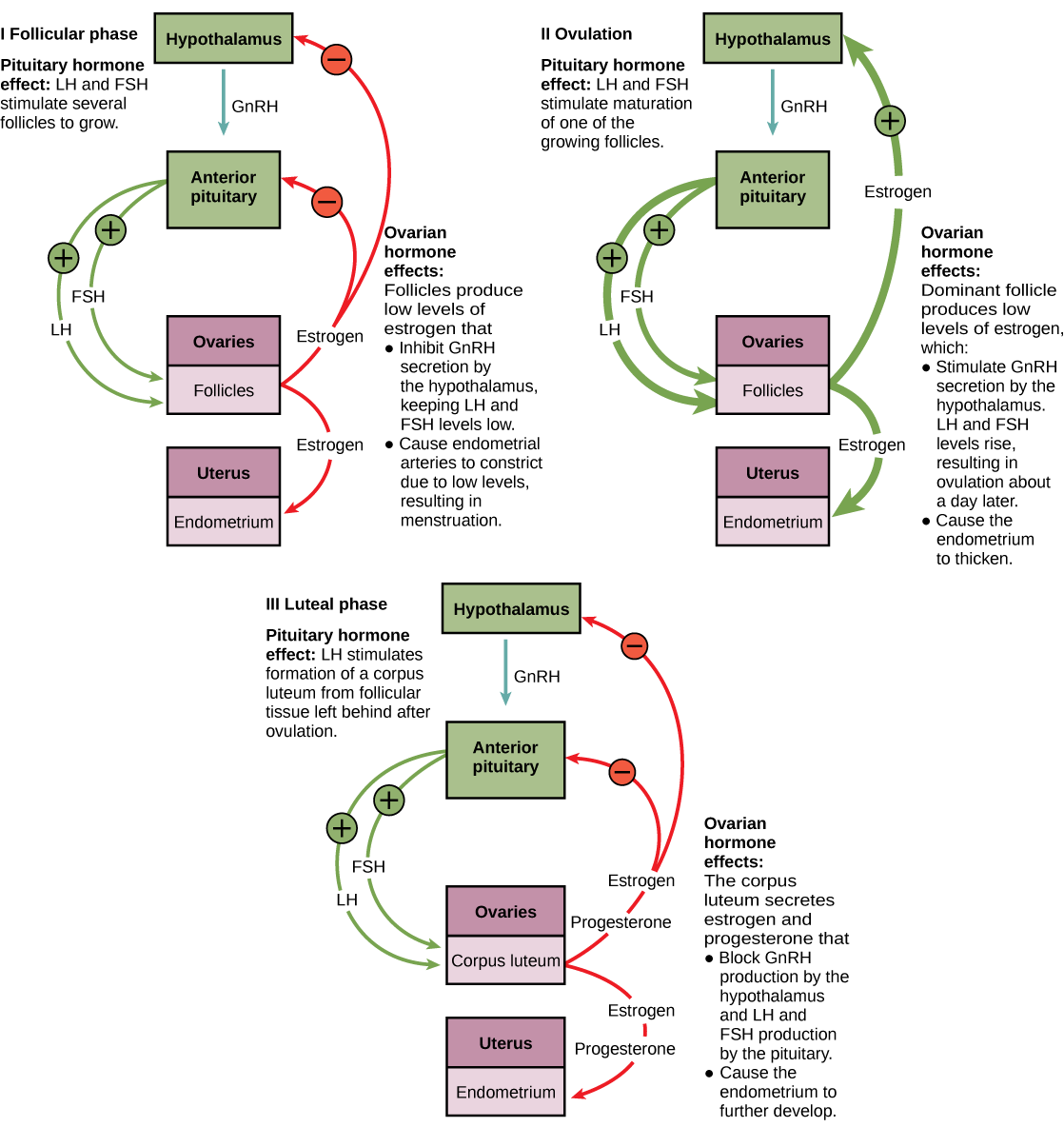 Hormone levels during the follicular phase, ovulation, and the luteal phase are compared. During the follicular phase, LH and FSH secreted from the pituitary stimulate several follicles to grow. The follicles produce low levels of estrogen that inhibit GnRH secretion by the hypothalamus, keeping LH and FSH levels low. Low levels of estrogen also cause the endometrial arteries to constrict, resulting in menstruation. During the time leading up to ovulation, LH and FSH stimulate maturation of one of the follicles. The growing follicle begins to produce high levels of estrogen, which stimulates GnRH secretion by the hypothalamus. As a result, LH and FSH levels rise, resulting in ovulation about a day later. Estrogen also causes the endometrium to thicken. After ovulation, the ovarian cycle enters the luteal phase. LH from the pituitary stimulates growth of the corpus luteum from the ruptured follicle. The corpus luteum secretes estrogen and progesterone that block GnRH production by the hypothalamus and LH and FSH production by the pituitary. Estrogen and progesterone also cause the endometrium to further develop.