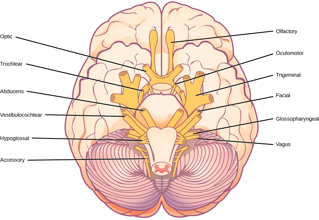 Illustration shows the underside of the brain. The twelve cranial nerves cluster around the brain stem, and are symmetrically located on each side. The olfactory nerve is short and lobe-like, and is located closest to the front. Directly behind this is the optic nerve, then the oculomotor nerve. All these nerves are located in front of the brain stem. The trigeminal nerve, which is the thickest, is located on either side of the brain stem. It forms three branches shortly after leaving the brain. The trochlear nerve is a small nerve in front of the trigeminal nerve. Behind the brain stem are the smaller facial, vestibulocochlear, glossopharyngeal and hypoglossal nerves. The nerve furthest back is the accessory nerve.