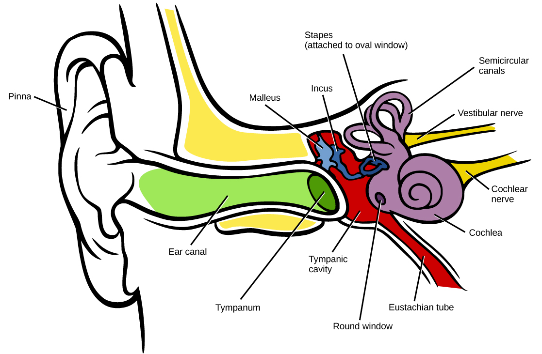 The illustration shows the parts of the human ear. The visible part of the exterior ear is called the pinna. The ear canal extends inward from the pinna to a circular membrane called the tympanum. On the other side of the tympanum is the Eustachian tube. Inside the Eustachian tube the malleus, which touches the inside of the tympanum, is attached to the incus, which is in turn attached to the horseshoe-shaped stapes. The stapes is attached to the round window, a membrane in the snail shell-shaped cochlea. Another window, called the round window, is located in the wide part of the cochlea. Ring-like semicircular canals extend from the cochlea. The cochlear nerve and vestibular nerve both connect to the cochlea.