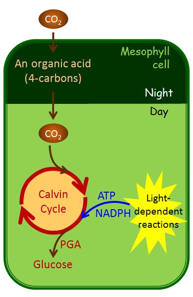 CAM Carbon Fixation