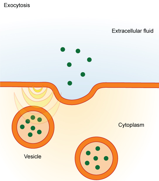 This illustration shows vesicles fusing with the plasma membrane and releasing their contents to the extracellular fluid.