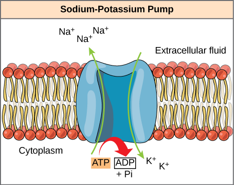 This illustration shows the sodium-potassium pump embedded in the cell membrane. ATP hydrolysis catalyzes a conformational change in the pump that allows sodium ions to move from the cytoplasmic side to the extracellular side of the membrane, and potassium ions to move from the extracellular side to the cytoplasmic side of the membrane as well.