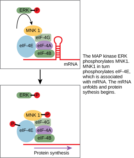 This illustration shows the pathway by which ERK, a MAP kinase, activates protein synthesis. Phosphorylated ERK phosphorylates MNK1, which in turn phosphorylates eIF-4E, which is associated with mRNA. When eIF-4E is phosphorylated, the mRNA unfolds and protein synthesis begins.