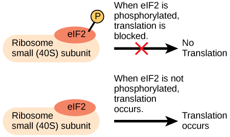 The eIF2 protein is a translation factor that binds to the small 40S ribosome subunit. When eIF2 is phosphorylated, translation is blocked.