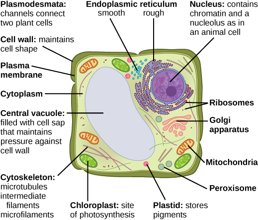 Part b: This illustration depicts a typical eukaryotic plant cell. The nucleus of a plant cell contains chromatin and a nucleolus, the same as an animal cell. Other structures that the plant cell has in common with the animal cell include rough and smooth endoplasmic reticulum, the Golgi apparatus, mitochondria, peroxisomes, and ribosomes. The fluid inside the plant cell is called the cytoplasm, just as it is in an animal cell. The plant cell has three of the four cytoskeletal components found in animal cells: microtubules, intermediate filaments, and microfilaments. Plant cells do not have centrosomes. Plant cells have four structures not found in animals cells: chloroplasts, plastids, a central vacuole, and a cell wall. Chloroplasts are responsible for photosynthesis; they have an outer membrane, an inner membrane, and stack of membranes inside the inner membrane. The central vacuole is a very large, fluid-filled structure that maintains pressure against the cell wall. Plastids store pigments. The cell wall is outside the cell membrane.