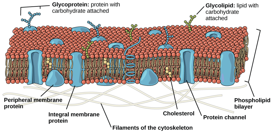 The plasma membrane is composed of a phospholipid bilayer. In the bilayer, the two long hydrophobic tails of phospholipids face toward the center, and the hydrophilic head group faces the exterior. Integral membrane proteins and protein channels span the entire bilayer. Protein channels have a pore in the middle. Peripheral membrane proteins sit on the surface of the phospholipids, and are associated with the phospholipid head groups. On the exterior side of the membrane, carbohydrates are attached to certain proteins and lipids. Filaments of the cytoskeleton line the interior of the membrane.