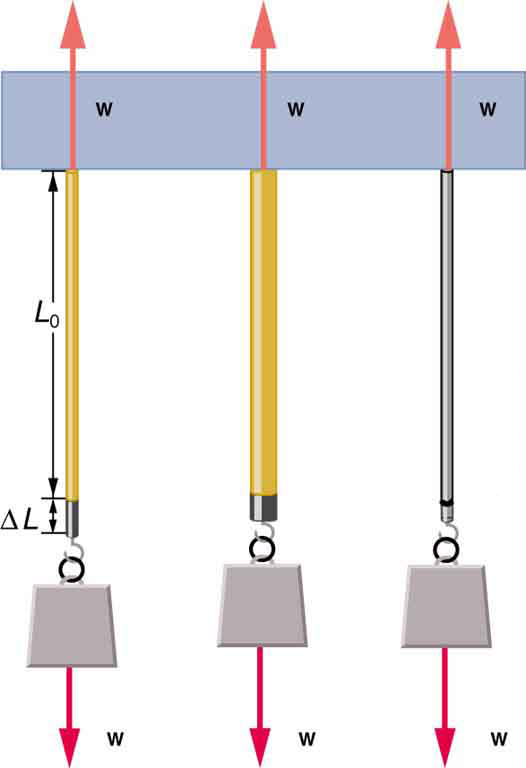 Diagram of weight w attached to each of three guitar strings of initial length L zero hanging vertically from a ceiling. The weight pulls down on the strings with force w. The ceiling pulls up on the strings with force w. The first string of thin nylon has a deformation of delta L due to the force of the weight pulling down. The middle string of thicker nylon has a smaller deformation. The third string of thin steel has the smallest deformation.